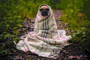 Pug in Blanket
